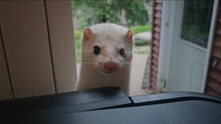 Chichi The Mink Goes Down The Laundry Chute