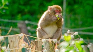Monkeys Break Into Farm | 4K UHD | Japan: Earth's Enchanted Islands | BBC Earth