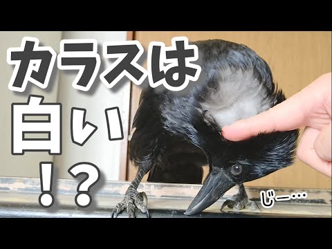 ペット記録チャンネル