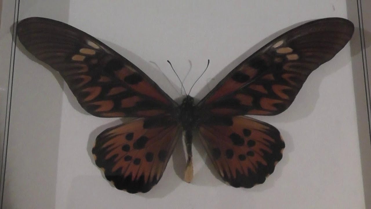 ИЗ МИРА: 135. Papilio antimachus (парусник антимах)