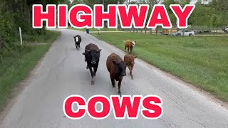 HIGHWAY COWS are coming HOME