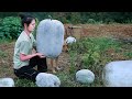 Have You Seen Huge Winter Melon Like This?