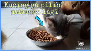 Tips/Cara agar kucing tidak pilihpilih makanan | Kucing pasti nurut ❗❗❗#kucinglucu