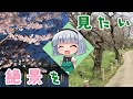 【旅動画】春なので絶景を見に行こう【ゆっくり実況】