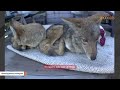 This coyote love story is wild