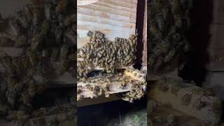 2023-06-09 Bees cooling off their hive in Texas heat #apiary #beehive #beekeeper #beecolony #farming