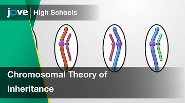 Chromosomal Theory of Inheritance | Bio | Video Textbooks - Preview