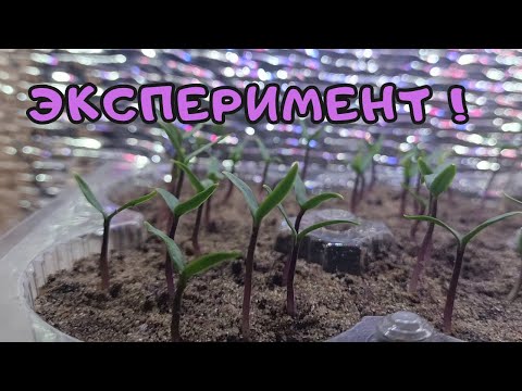 Разрушаю собственные предубеждения, проведённым экспериментом проращивания семян сладкого перца.