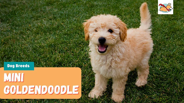 Mini Goldendoodle: 11 Things To Know About This Adorable Family Dog!