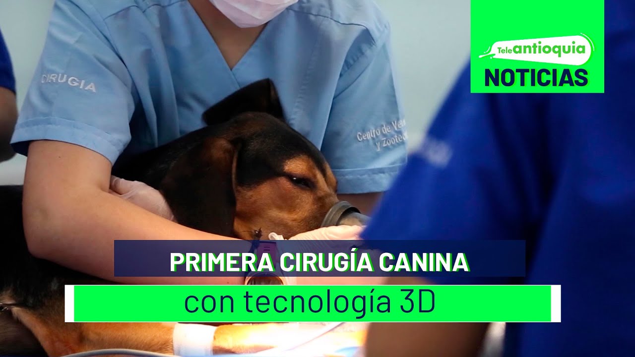 Primera Cirug a Canina Con Tecnolog a 3D Teleantioquia Noticias YouTube primera-cirug-a-canina-con-tecnolog-a-3d-teleantioquia-noticias-youtube