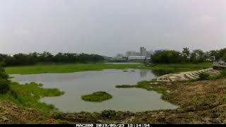 1080523港尾溝布袋蓮清除