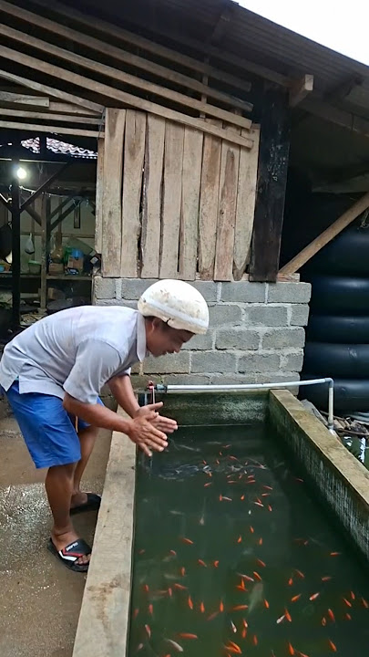 ADA ANOMALI TRALALELO TRALALA DI DALAM KOLAM IKAN