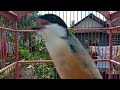 Mantap Omhu Cendet Lepas Trotol Menghafal Materi Masteran Lovebird Cendet Pastol Gacor Mp3 - Mp4 Download