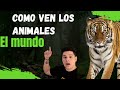 Cómo ven los animales el mundo🐕🦈🦅🦋🐀