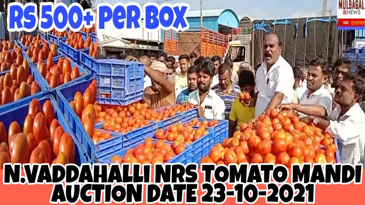 23102021 VADDAHALLI NRS TOMATO MANDI AUCTION ,,500+ HIGHEST RATE