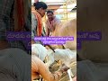 తల్లి దూడ కు పాలు ఇవ్వక పోతే ఇంకో ఆవు దగ్గర పాలు త్రాగించడం