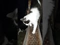 Gatos en la Noche