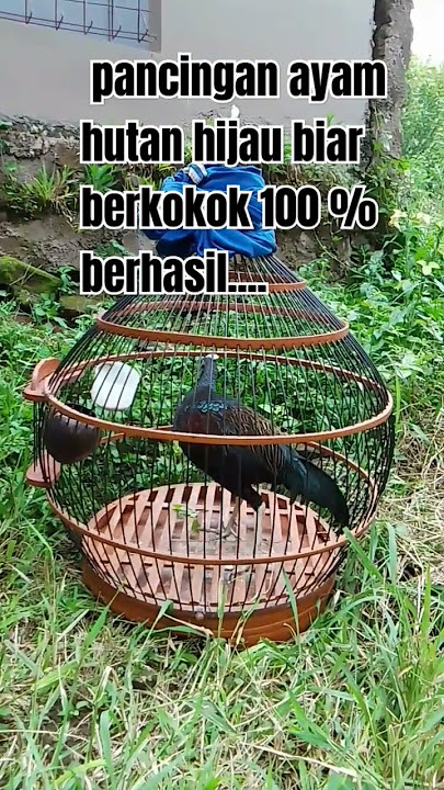 Buat pancingan ayam hutan hijau yang malas berkokok.