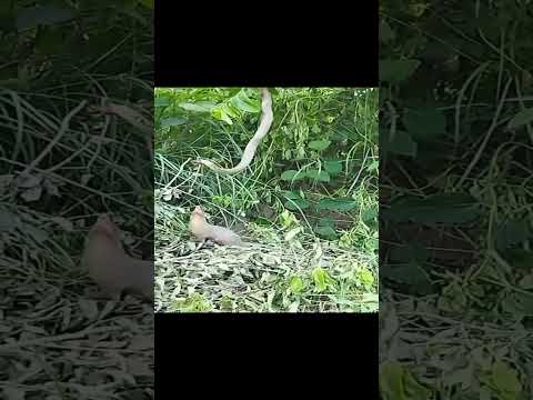 Video: Kuningaskobra luonnossa