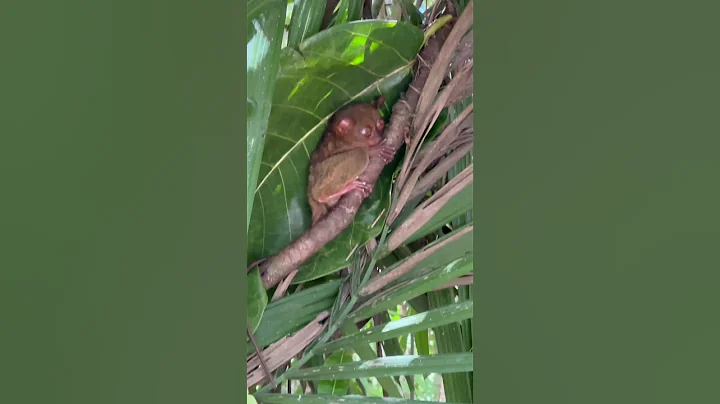 Tarsiers: Philippines Cutest Animal #travel #animals