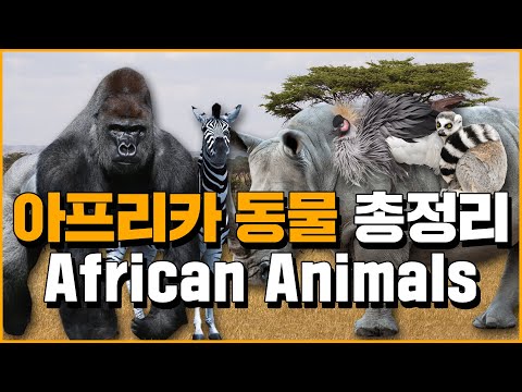 (English.sub) All About African Wild Animals