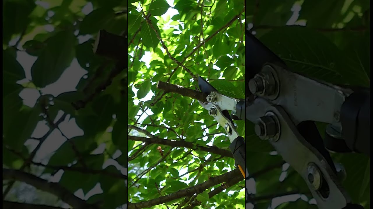 Tree Trimming Basics Your Trees Are Going To Thank You 