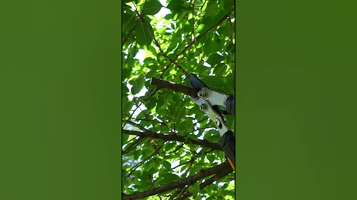 Tree Trimming Basics - Your Trees are Going to Thank You!