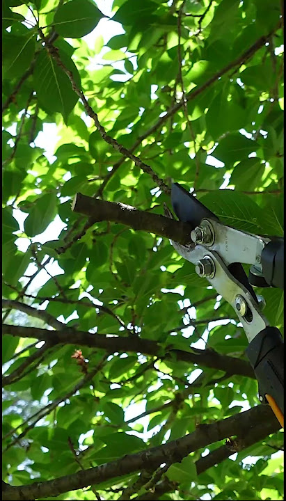 Tree Trimming Basics - Your Trees are Going to Thank You!