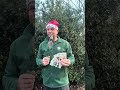 🎄 On the ninth day of Christmas, my garden gave to me…