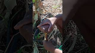 Bora Bora Cuidar Cuidar