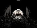 WHITE JUMPING SPIDER SALTICIDAE JUMP BLACK STONE WET TEXTURE