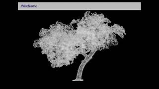 Rosewood Tree Laser Scan and 3D Model!