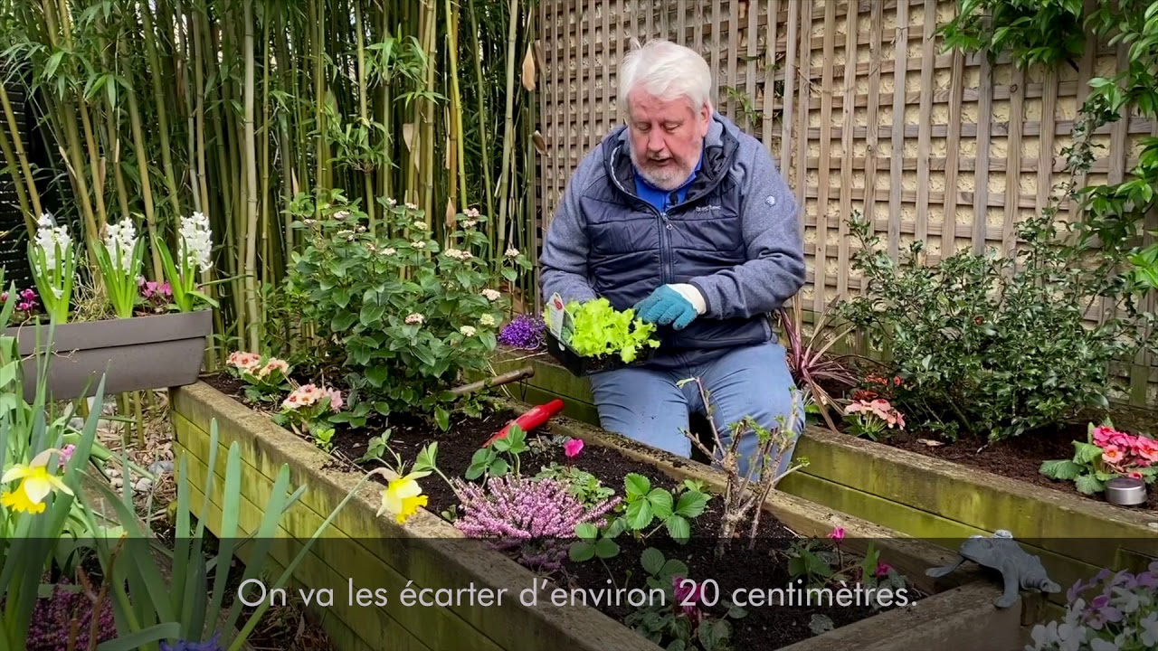 Quels fruits et légumes planter au mois de mars ?