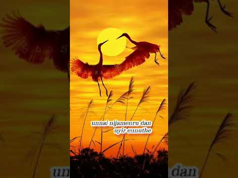 Pona vazhi adada maraiya whatsapp status song Thulli Pona vazhi adada maraiya whatsapp status song Thulli