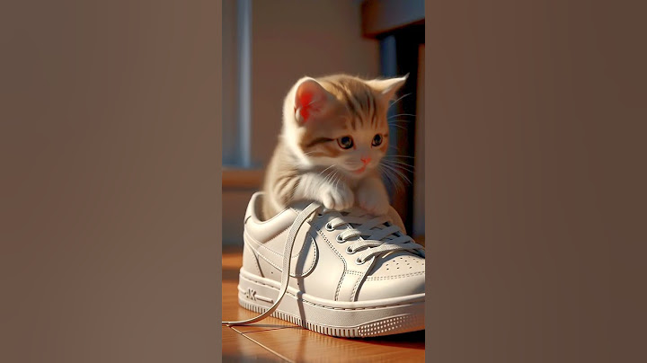 little kitten wearing a shoe 👟 🐾🥺  #animals #cat #cute #pets #cutecat #dogs