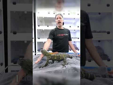 The One Thing That Keeps This Croc Monitor From Biting Him