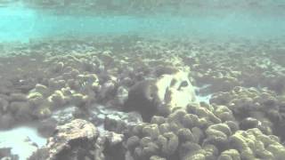 Shallow wafer coral and marine life at Macleod / Maeleod island / Myanmar Andaman Resort
