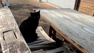 オープンテラスカフェが天然の猫カフェみたいなハンバーガー屋さん