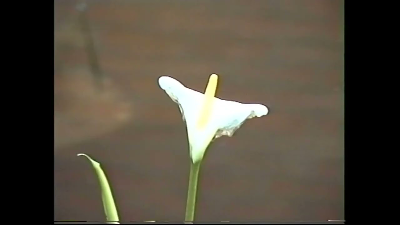 het maken van een vijver.