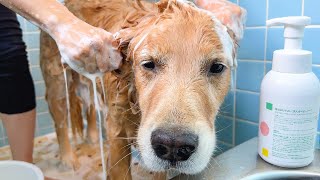 お風呂がイヤすぎて何をされても虚無な愛犬が可愛すぎるww【ペット向けの空気清浄機｜LevoitVital100S】