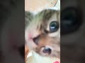 Cute Cat🥰 #shorts #viral #cat #funny #cute