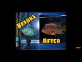 my FLOWERHORN (3 years) BEFORE | AFTER | slybux