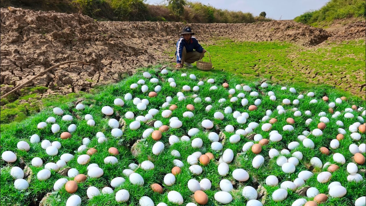 wow top videos, pick a lot of duck egg on the grass near the waterfront by hand a young girl