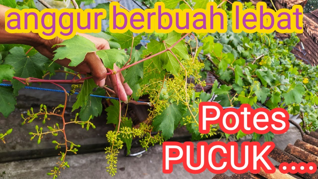 potes pucuk ...cara untuk membuahkan anggur ratusan dompol