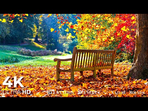 Autumn Forest Relaxing nature video and mountain sound October Golden Autumn