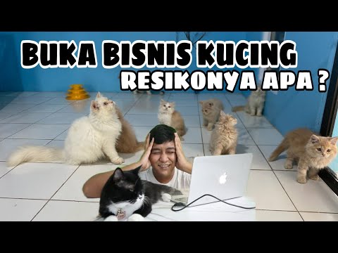 Bahas Resiko Membangun Bisnis Pethsop. Semoga Bermanfaat Yang Mau Buka Usaha Petshop. Kucing Pets