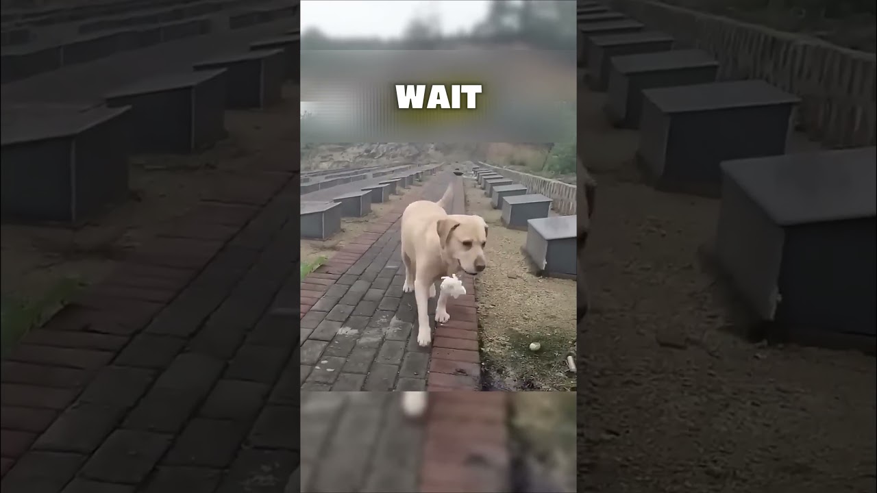 Dog Walks Miles Every Day to Visit Her Deceased Owner's Grave 💔 #shorts #animals #dog 1