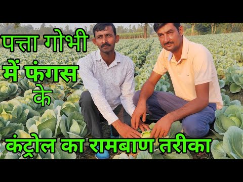 वीडियो: पत्ता गोभी के रोग और इसकी खेती में आने वाली समस्याएं