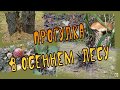 Прогулка в осеннем лесу  (муз.  Сергея Чекалина)