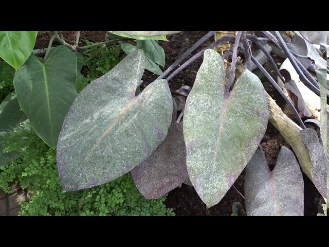 Philodendron erubescens K. Koch & Augustin